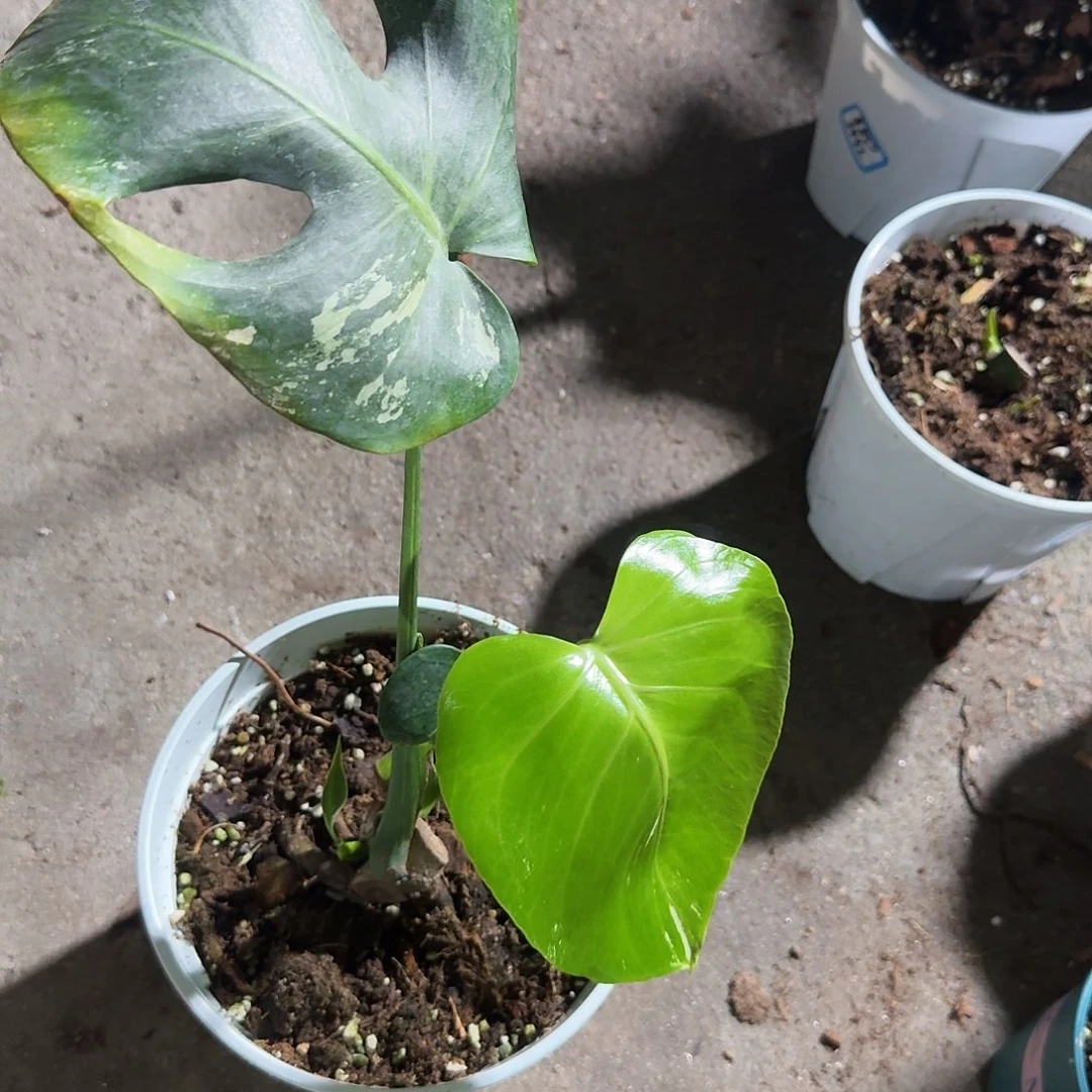 全部花朵大*豆龟背竹植物一物一拍