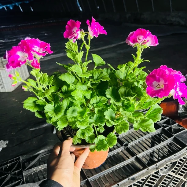 蝴蝶梅180盆一颗