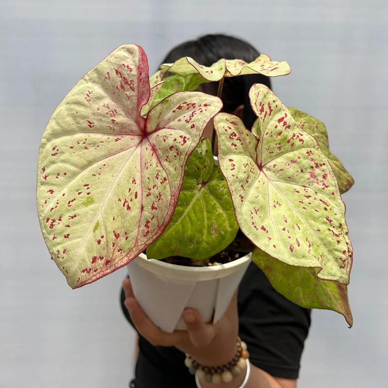 米兰 彩叶芋出状态成品基地直发好养耐热多年生种球 顺丰包邮