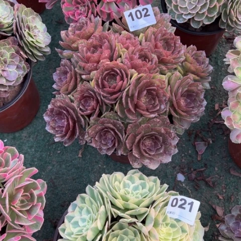 徐***渡102桃花石朵朵多肉，