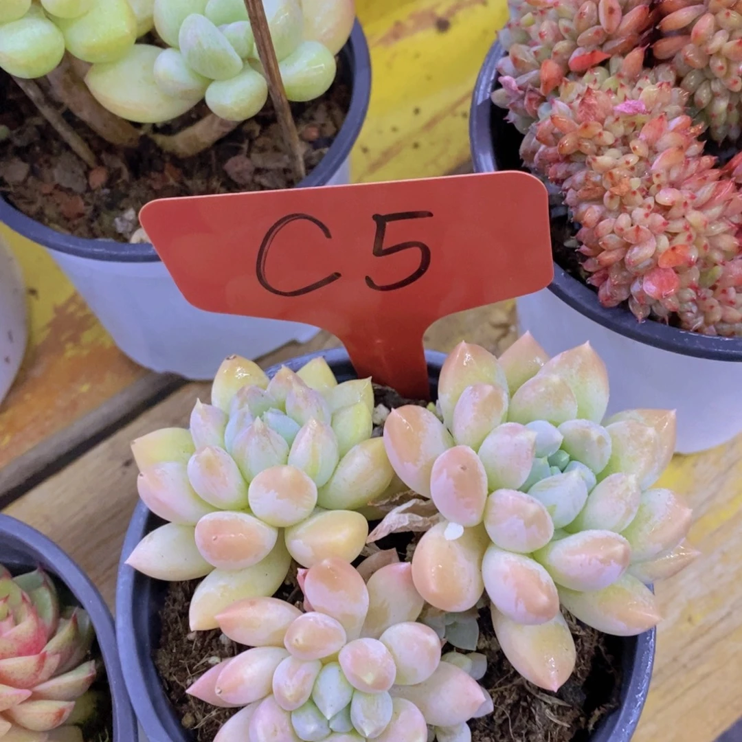 粉丝回馈专场，停播场