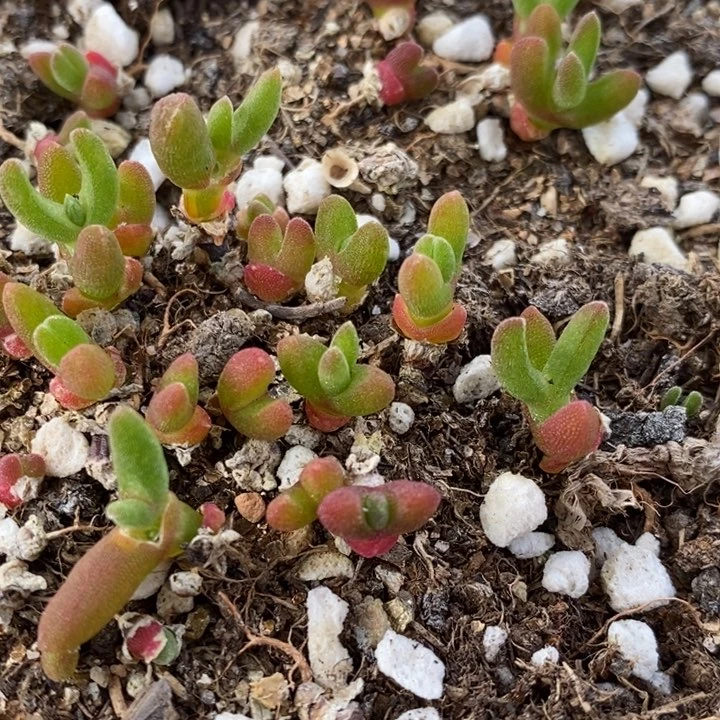 1846碧光环兔子1颗