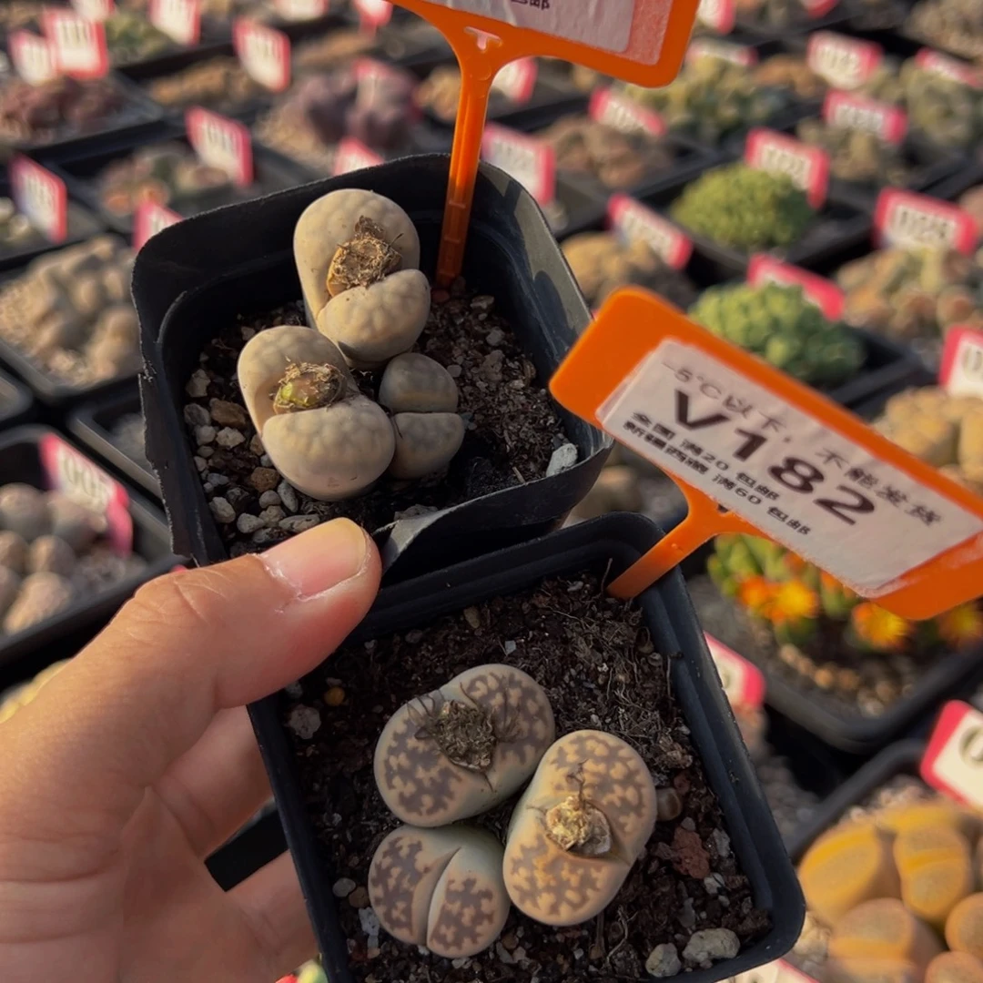 181.182 一物一拍，默认有伤，介意勿拍，不退不换