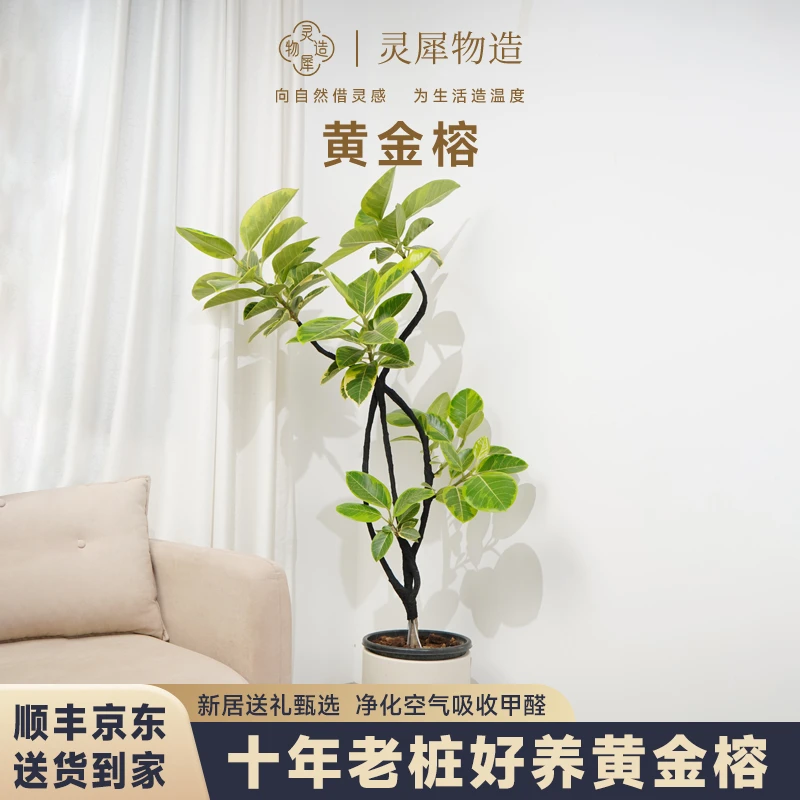 【灵犀物造】土培160CM-180CM黄金榕盆栽高端大气绿植落地装饰植物