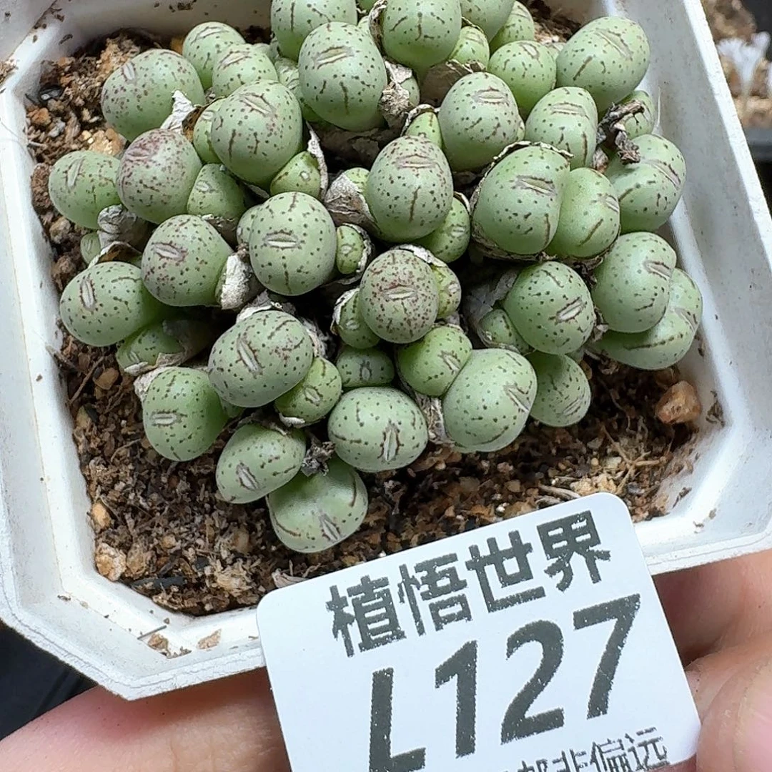 多肉植物的动作也v