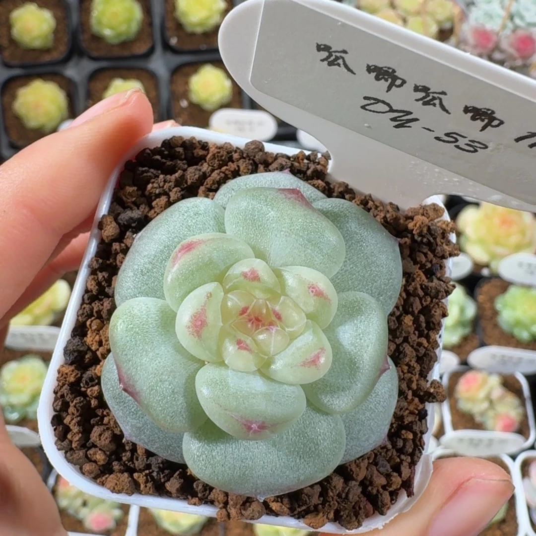 1111-53-芳草16单头