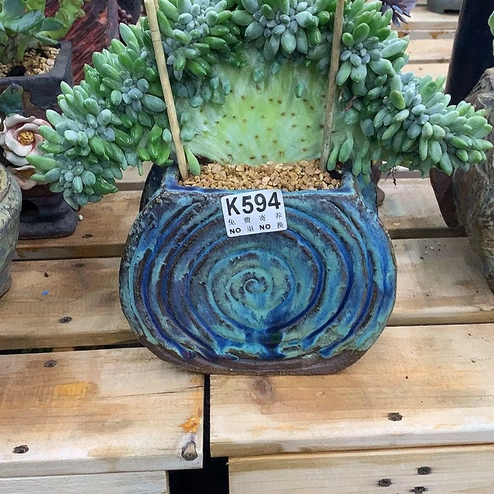 奶糖缀化 璐璐多肉