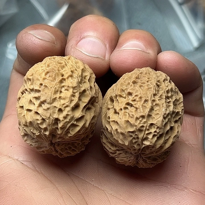核桃36号水龙纹蛤蟆38尺