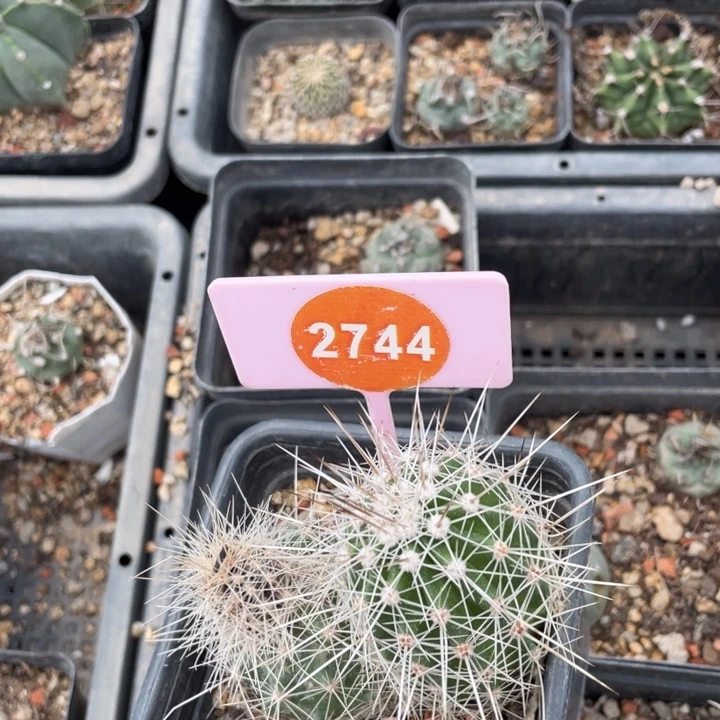 羴***实生狂刺虾2744-000