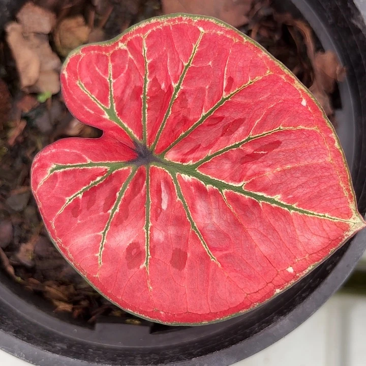 72-0510呀哈哈彩叶芋广东现货