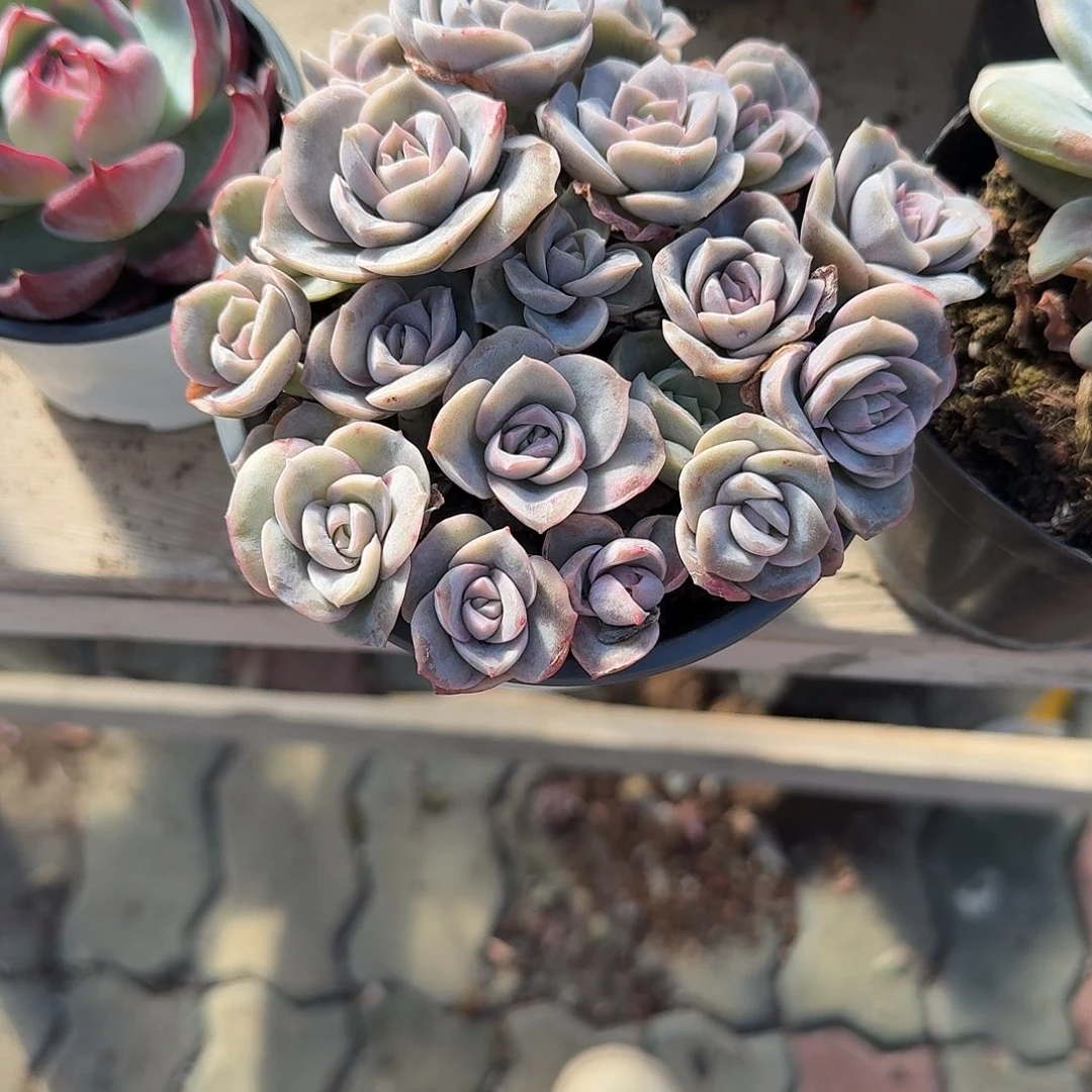 可爱玫瑰多肉植物精品