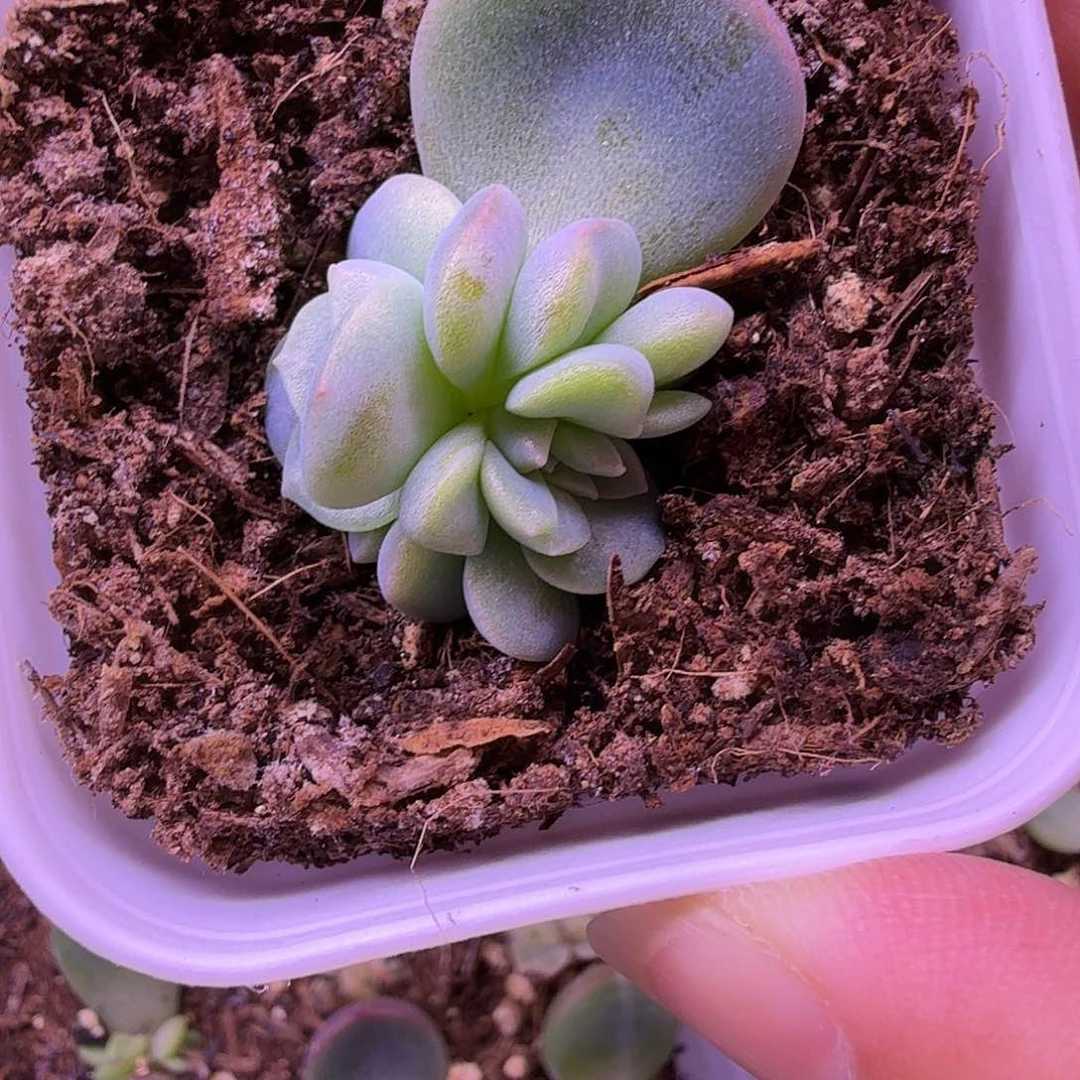 火烈鸟甜心叶插苗一物一拍