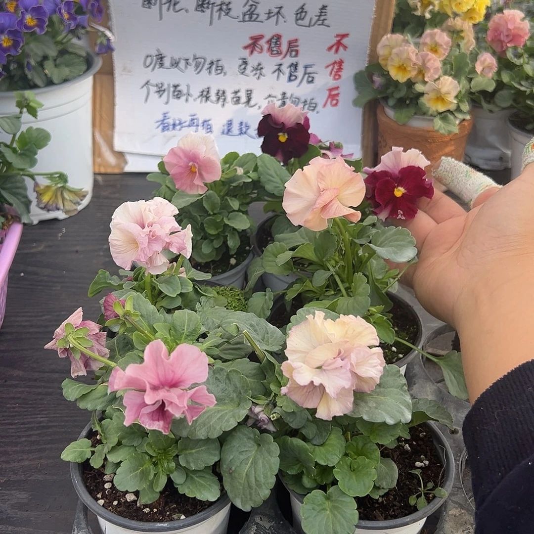 大部分花苞少量开放043号