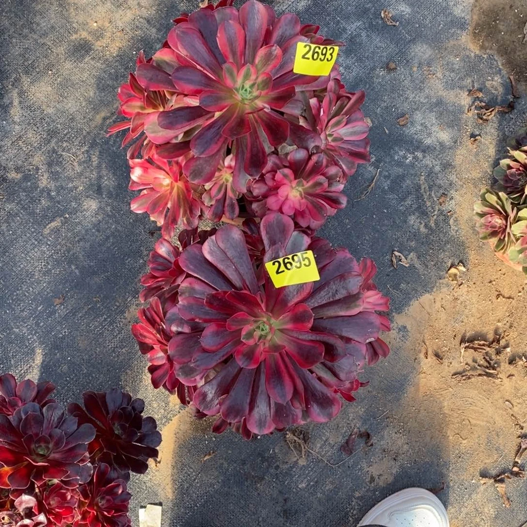 美杜莎两颗多肉法师26932695