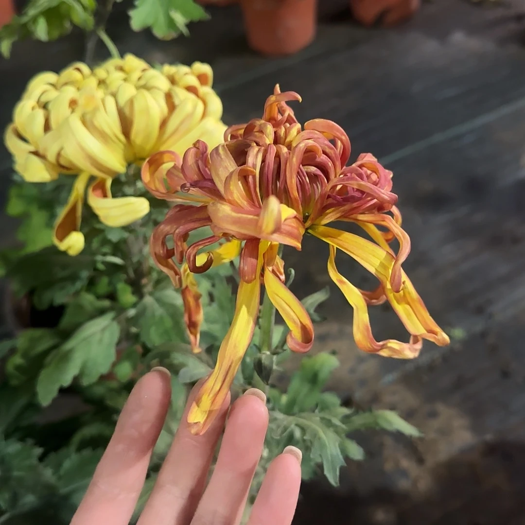十***。全部花朵N33333333