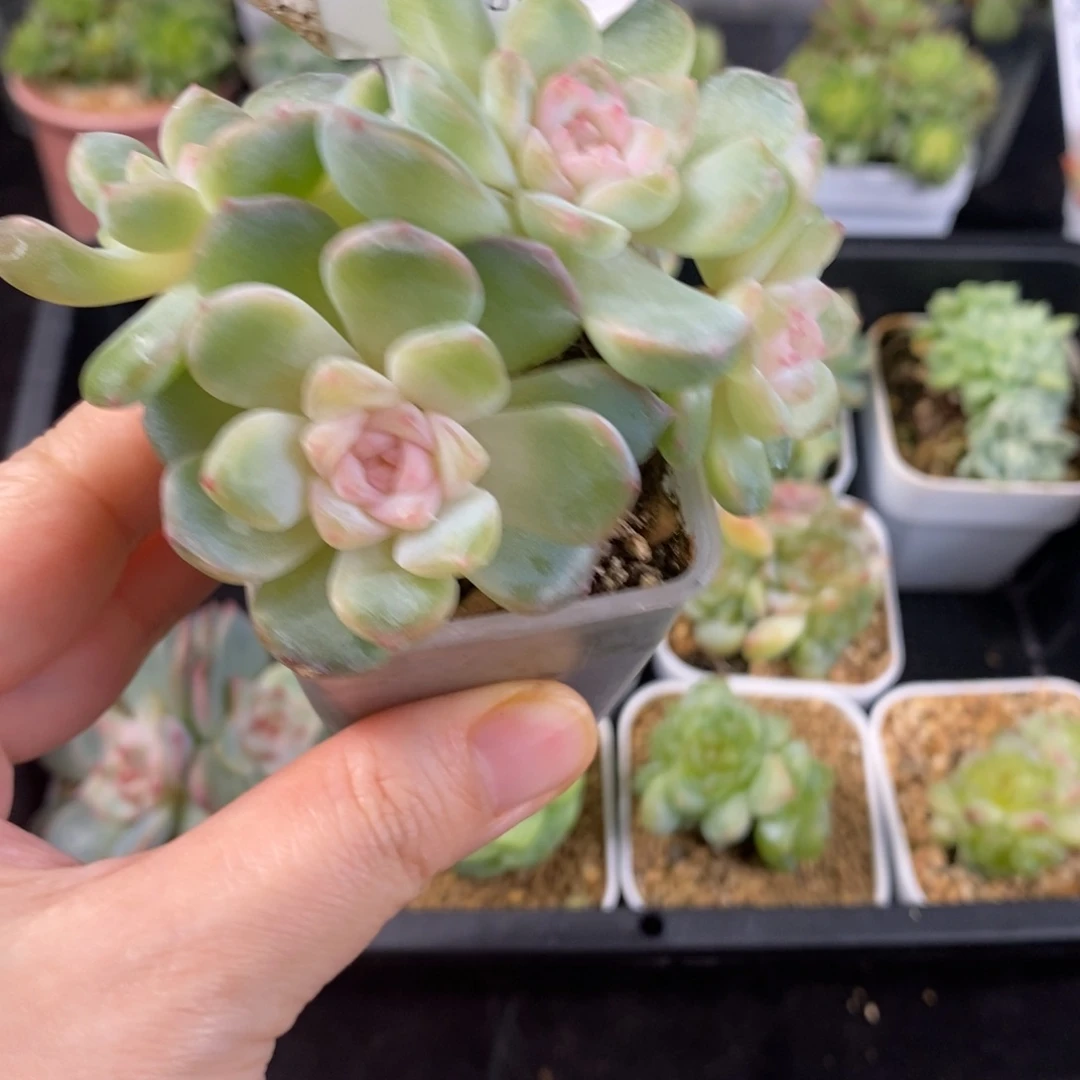 冰粉四头糖心一颗61号