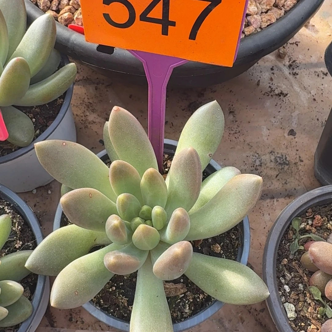 多肉植物橙色奇迹547