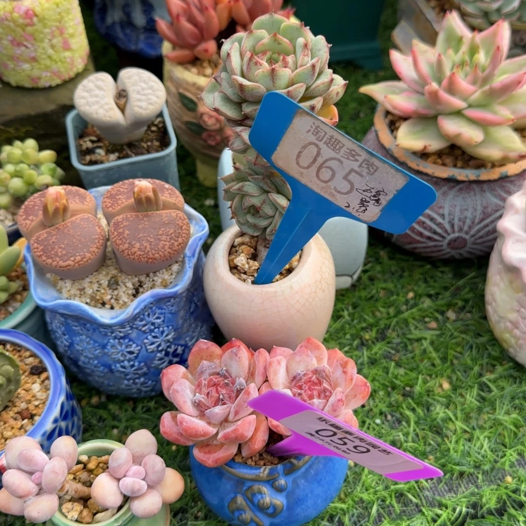 墨***玖多肉植物崩巴双头冰瀑