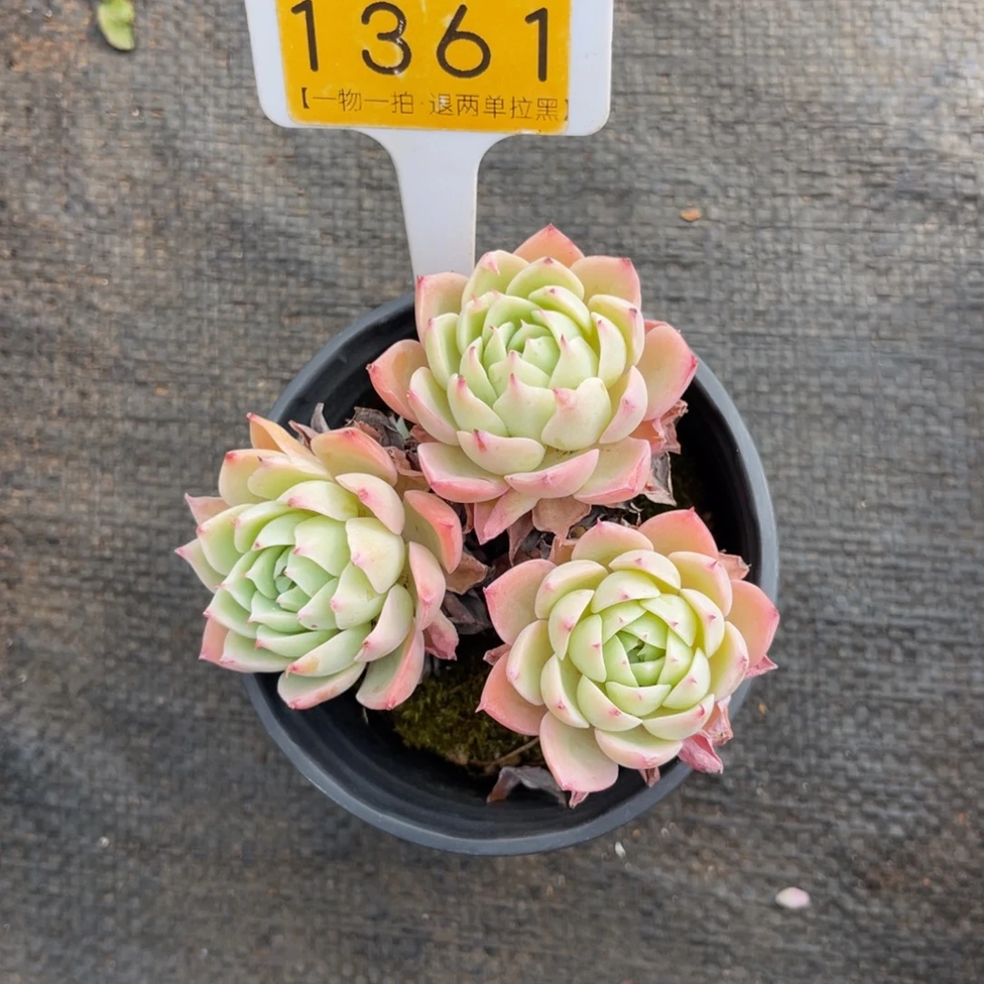 云尘多肉一物一拍1361