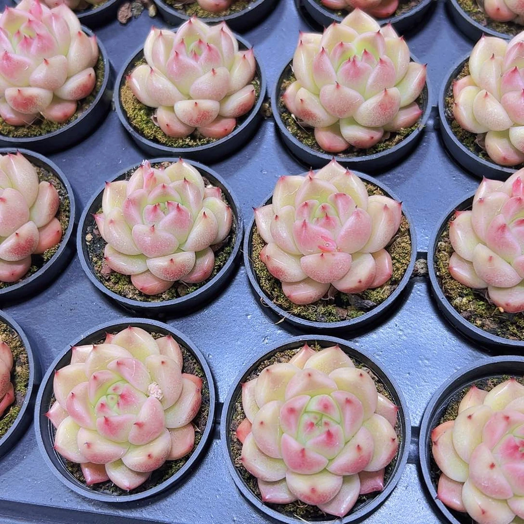 明朗珍妮19包邮植物