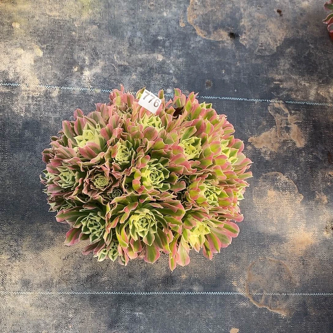 776白风冠服40公分