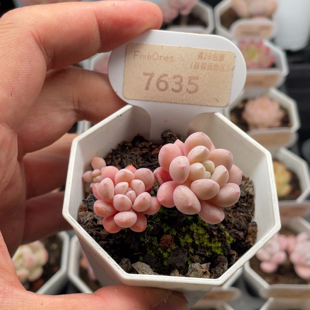 小红蛋7635-4.5厘米