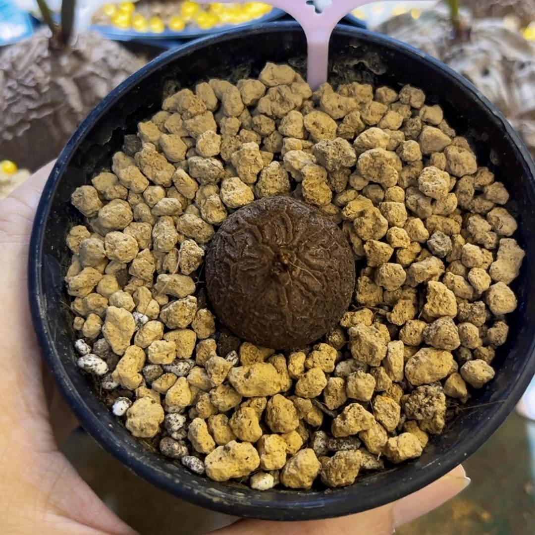 609龟甲龙2.8cm7757889