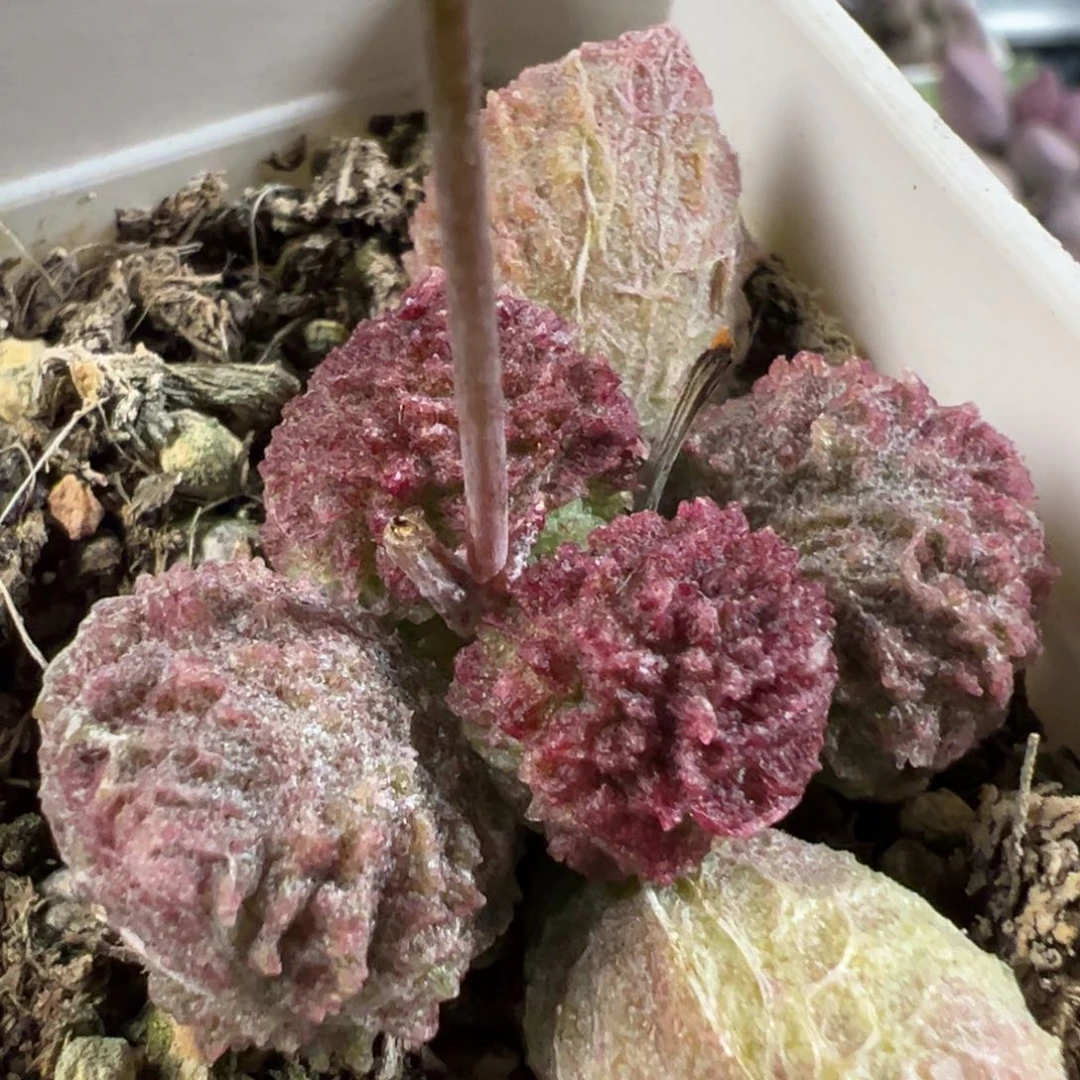 火麒麟单头纯木质桩多肉植物