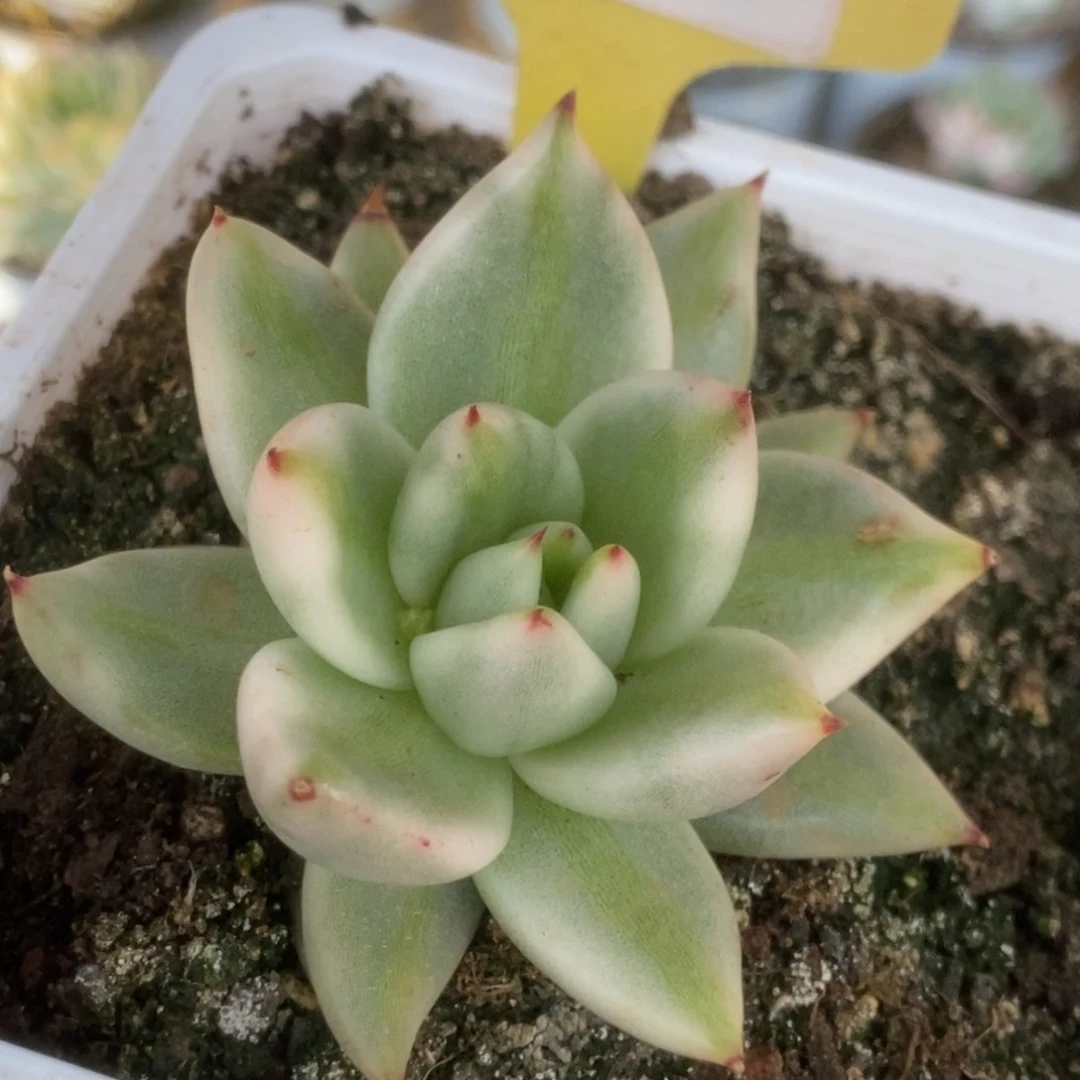 060艾克魂锦锦锦锦锦