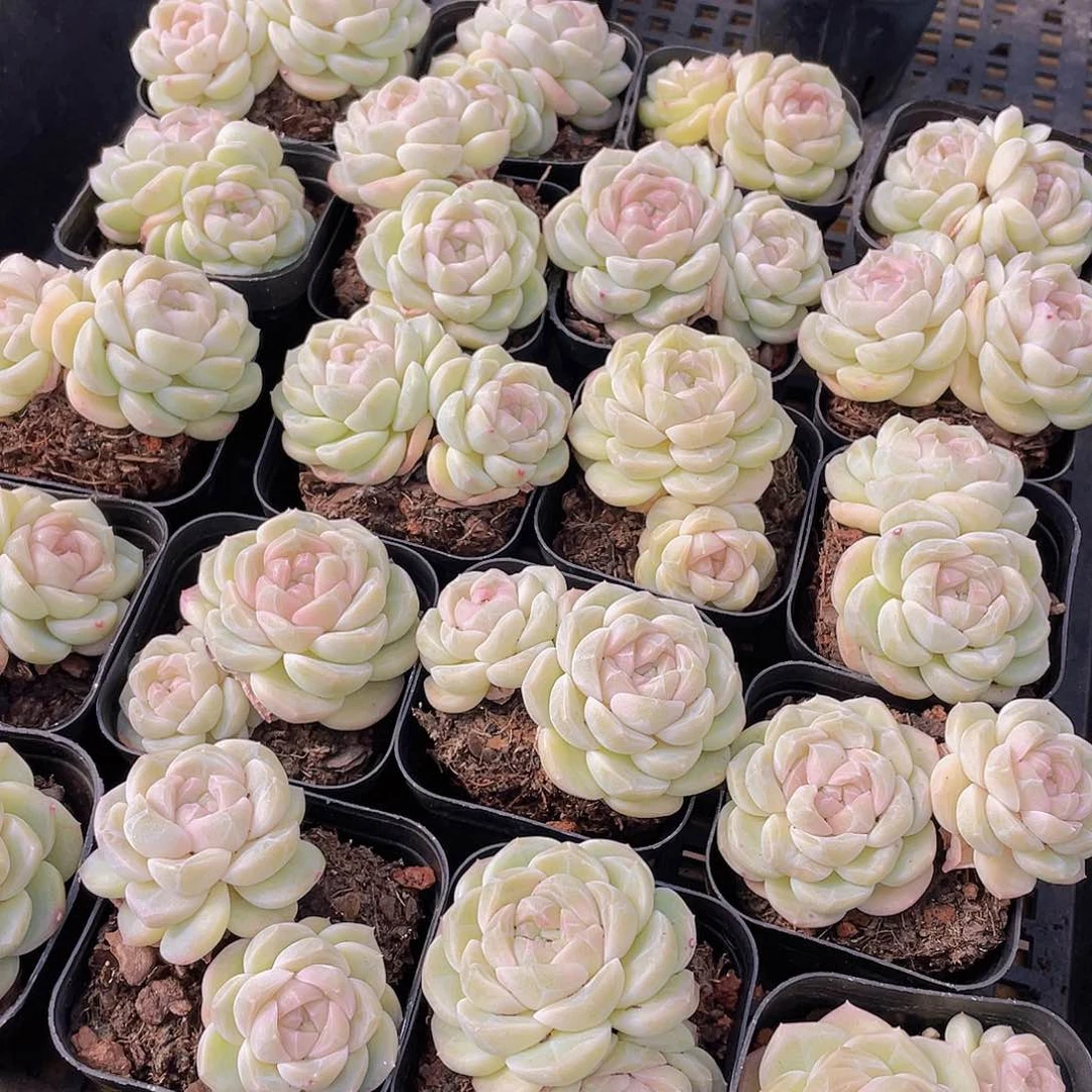 量拍88号 冰透雪团子双头不包整一个