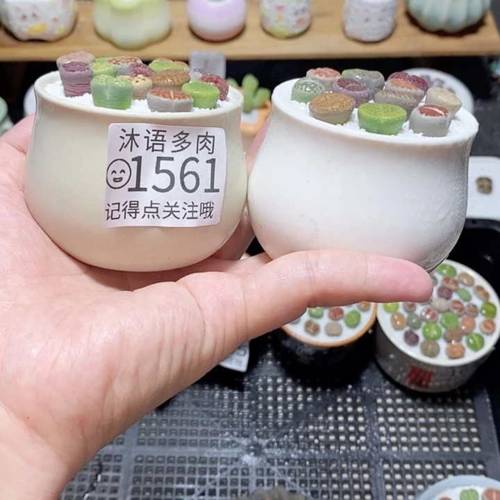 精美盆栽 一物一拍 1561