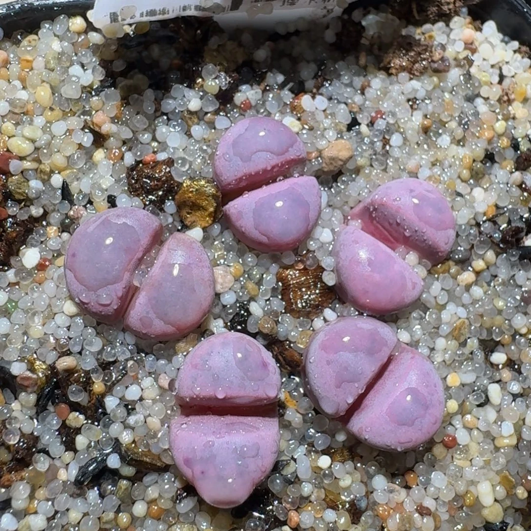 Zzz捡漏福利走起1045