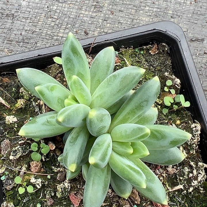 帝尔曼美人一物一拍特