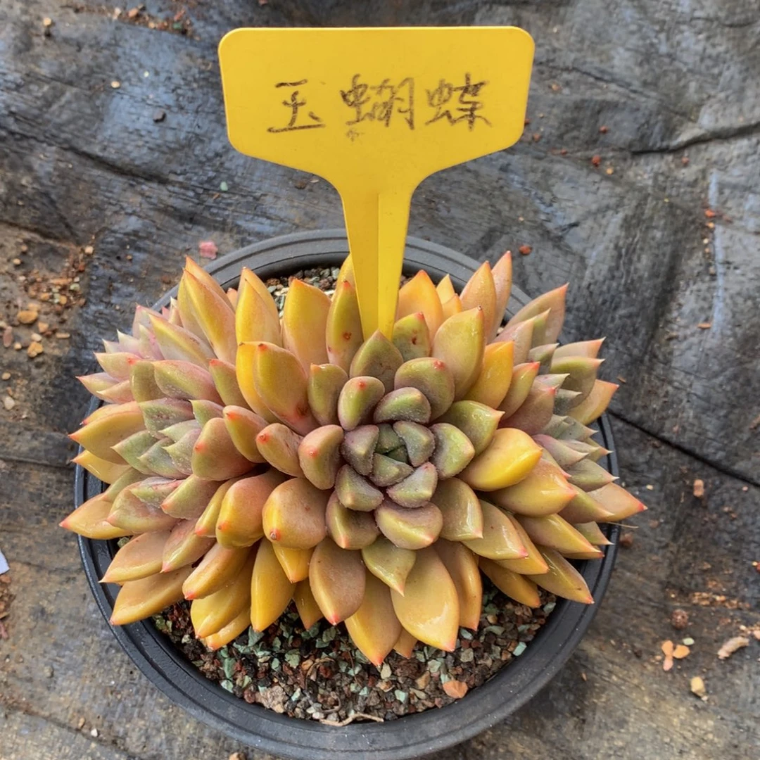 红象牙7272727272727