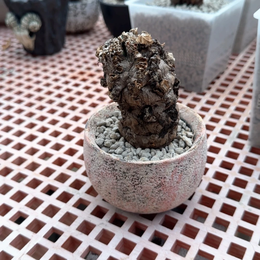 火山大戟含盆寄养一物一拍