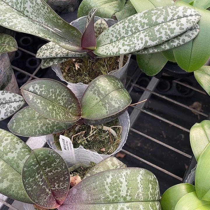 完全开放微瑕苗 实生西+香白史交银河史+圆叶西