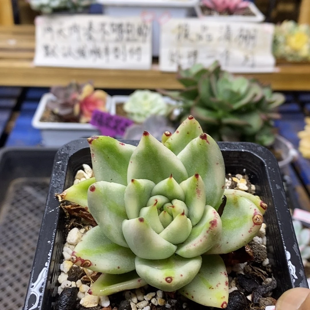 2878 艾克魂宽锦