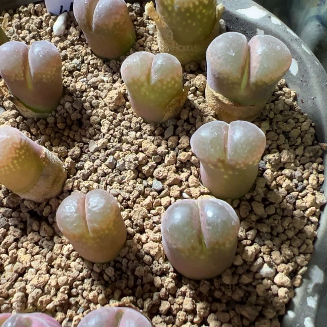 量拍c10风铃一颗。多肉
