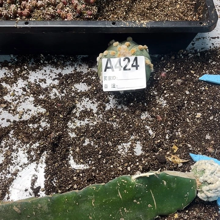 完全开放424兜一个