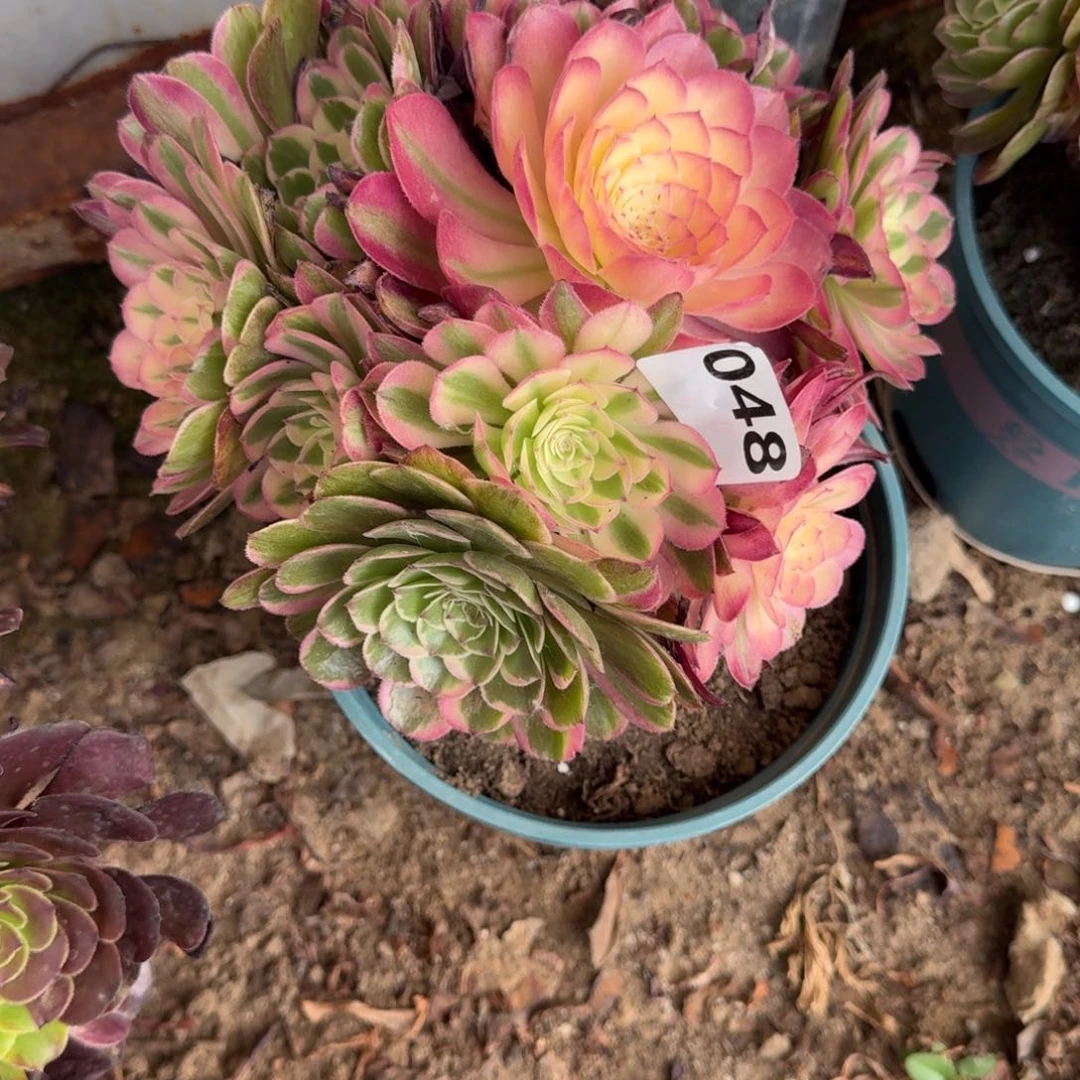 法师丘比特18-18 048