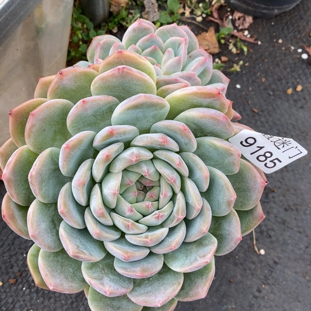 闪***星不包掉头~9185~15厘米