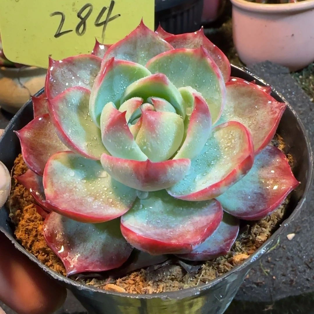 圆叶惊鸿一物一拍包装收缩花旱284