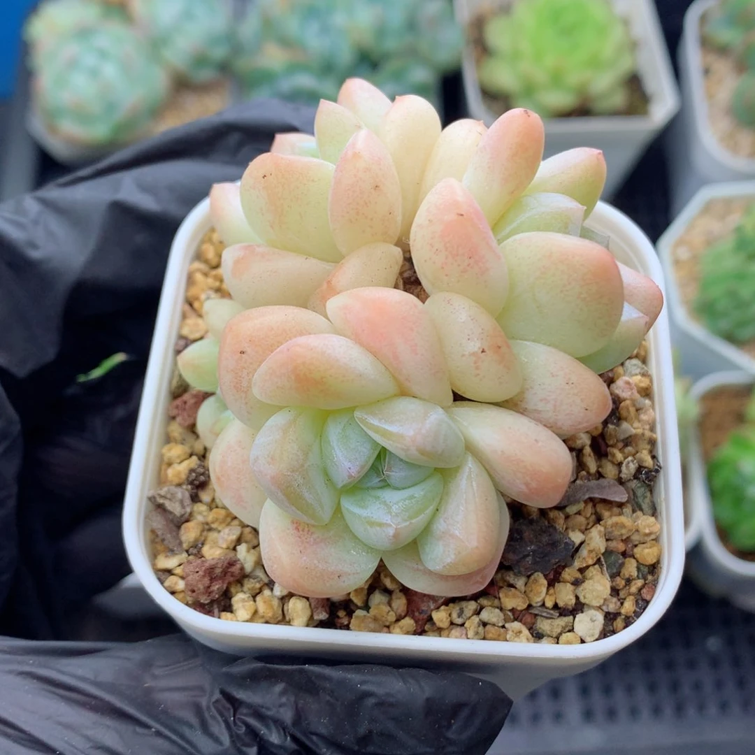 58包邮  群生不包整冰玉62