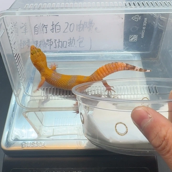 豹纹守宫阳光妹妹