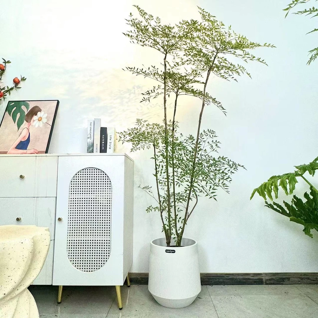 【南天竹】大型绿植室内室外客厅盆栽办公室植物阳台四季观赏开花