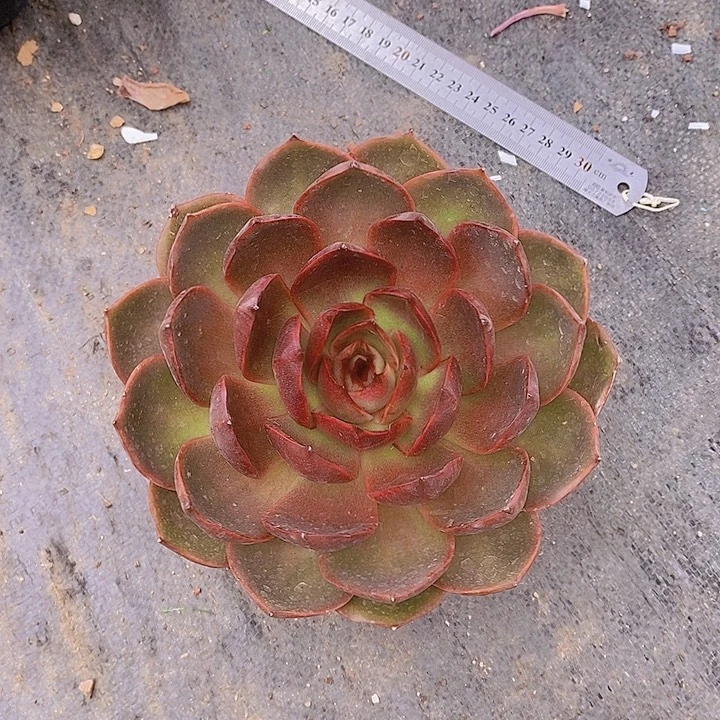 好****红灯多肉植物大单