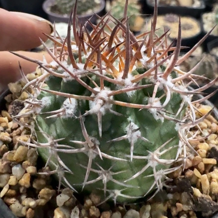 逆豹丸实生仙人球