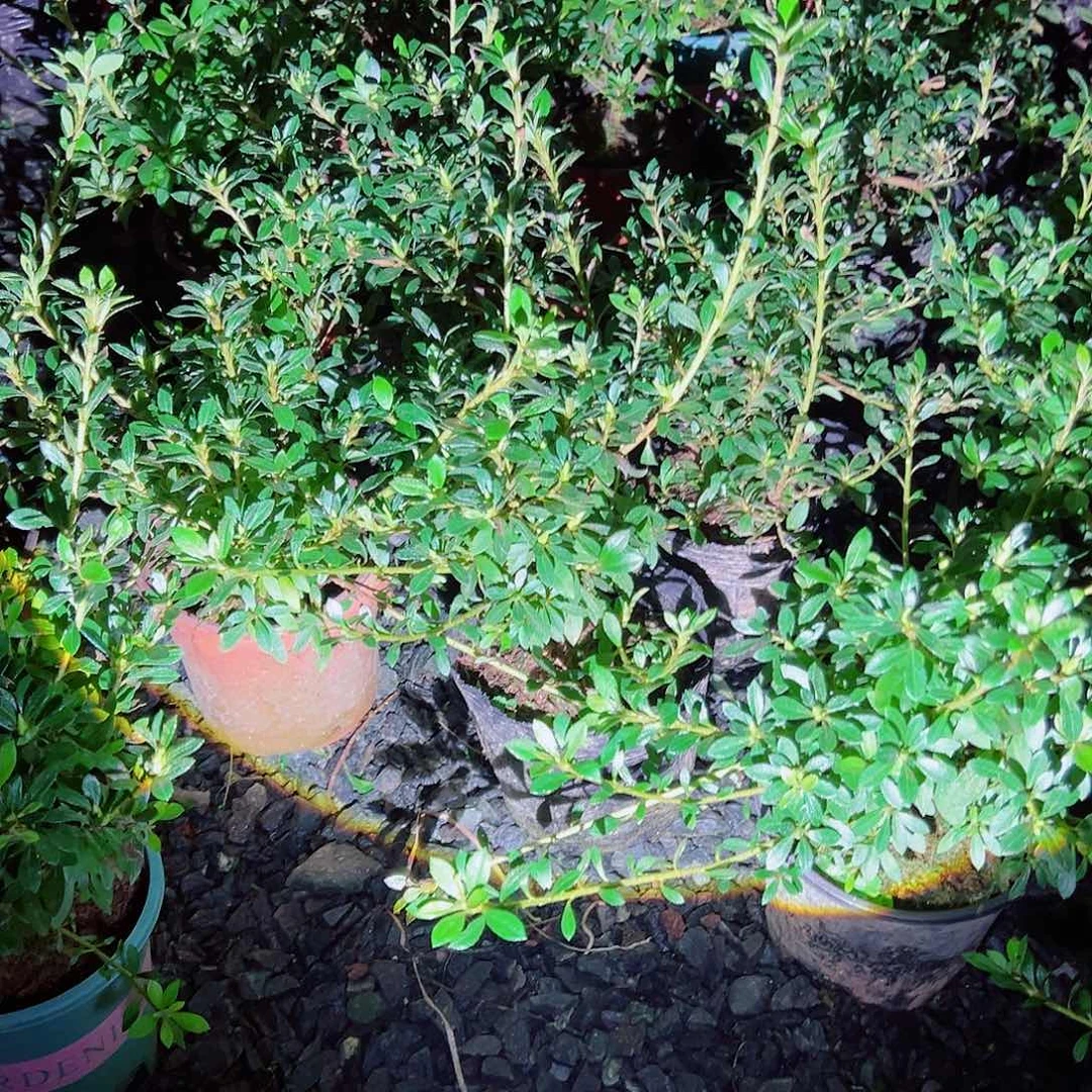 无花朵盆景皋月杜鹃品质樱