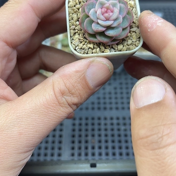 806号单头甘棠多肉植物