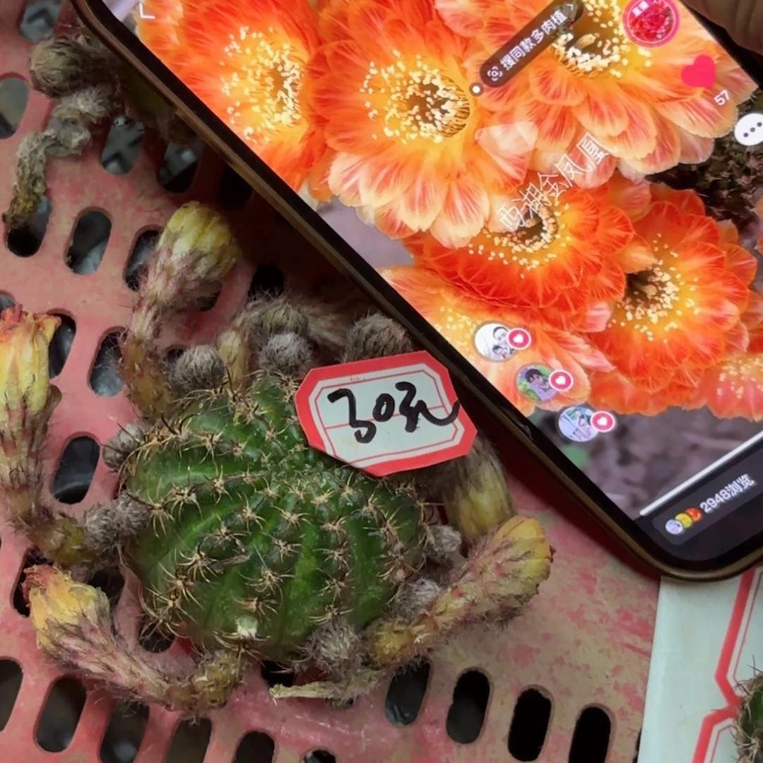 金风凰丽花侧牙20包邮仙人球1